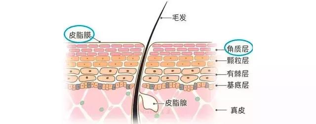 你因毛孔粗大被叫阿姨嗎？快來看看