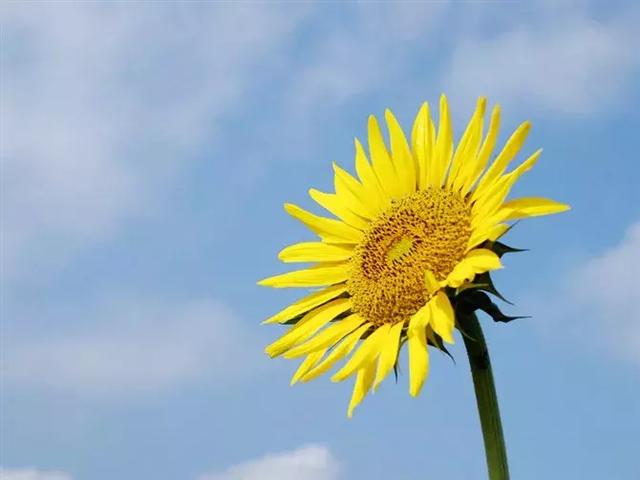 元氣滿滿，送給青春追夢的你