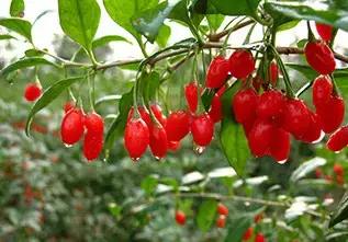 治痘好多年，方法用盡為什么還是不好？