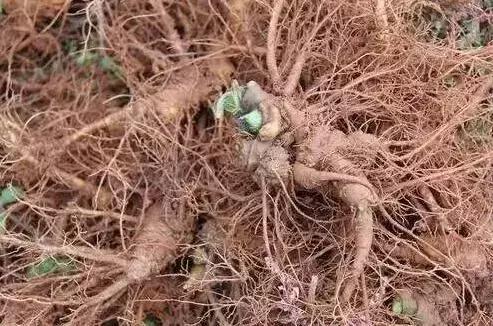 治痘好多年，方法用盡為什么還是不好？